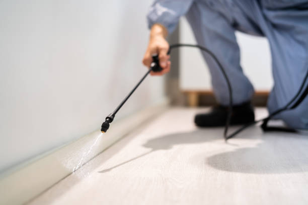 Professional exterminator conducting IPM assessment in Wauchula